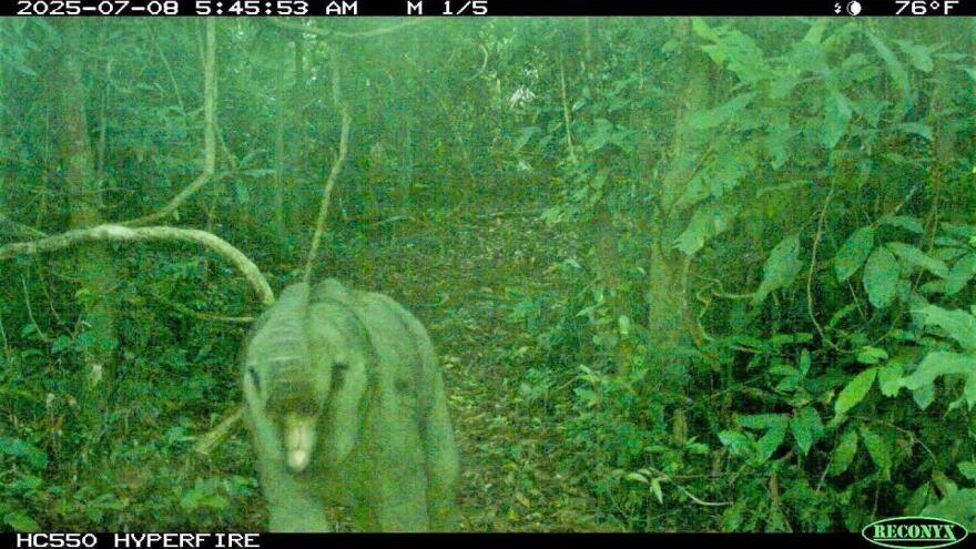 Newborn elephant calf spotted in Da Nang’s habitat conservation area